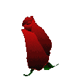 :rose: