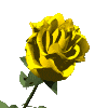 :rose_2